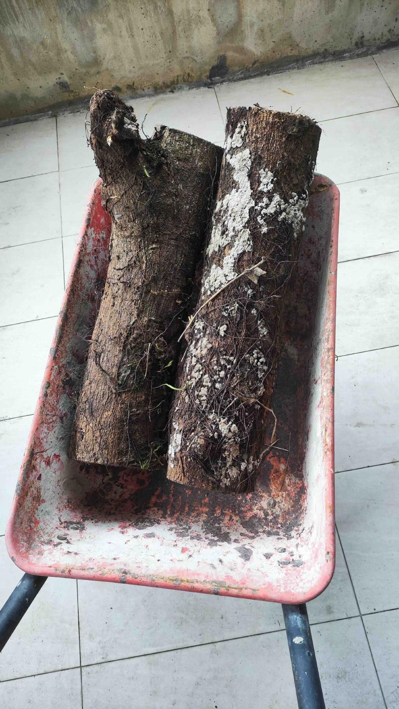 Woodworking 1